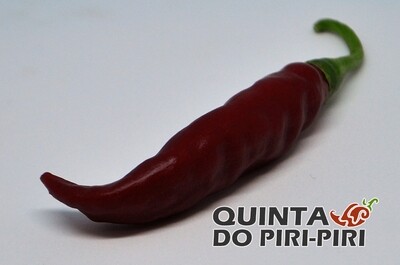 Sementes Zambian (Zâmbia)