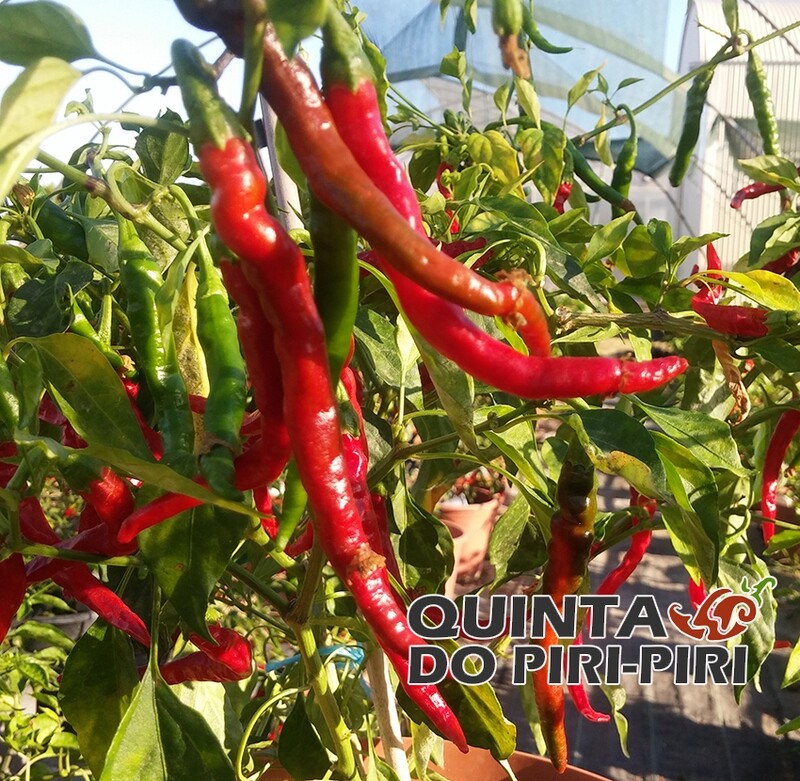 Sementes de Cayenne Red