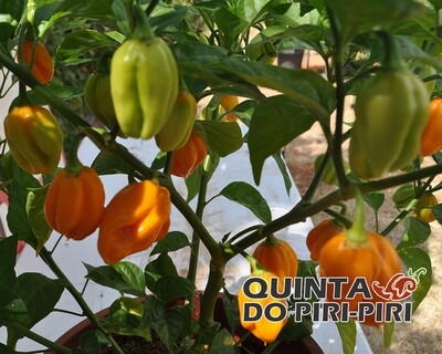 Sementes Burkina Yellow