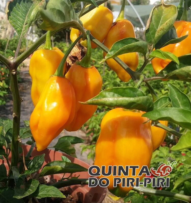 Sementes de Butlah Gold
