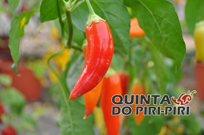 Sementes de Aji Cristal