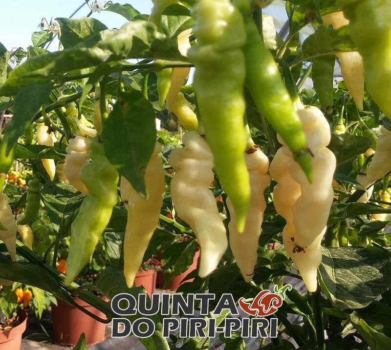 Sementes de Murupi White (Amarela - Brasil)
