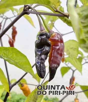 Sementes Murupi Black (Crazy Cross - Piri-Piri&amp;Co)