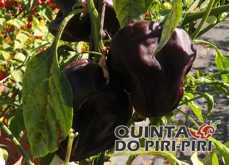 Sementes de Chile de Onza