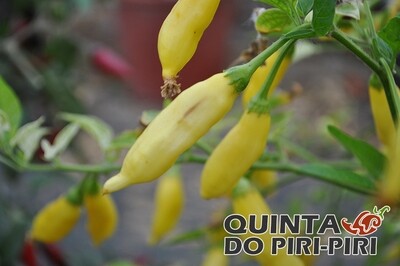 Sementes de Aji Pineapple
