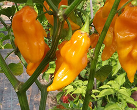 Sementes de Bhut Jolokia Yellow