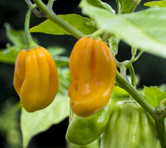 Sementes Habanero Yellow