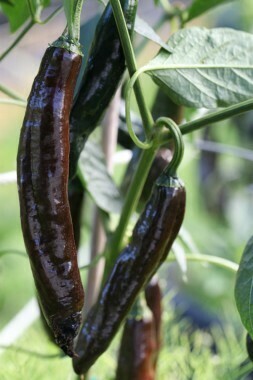 Pasilla Bajio (México)