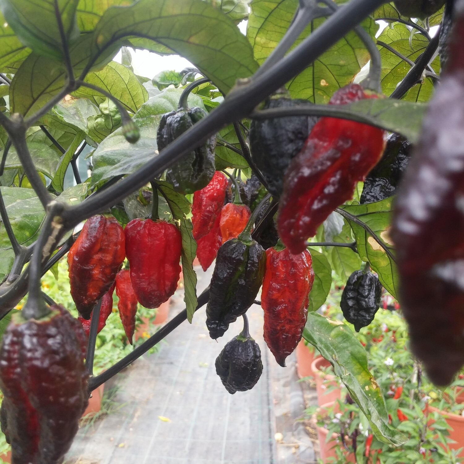 Sementes Black Panther