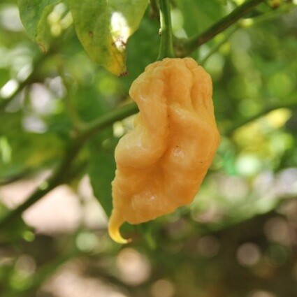 sementes Jays Peach Ghost Scorpion