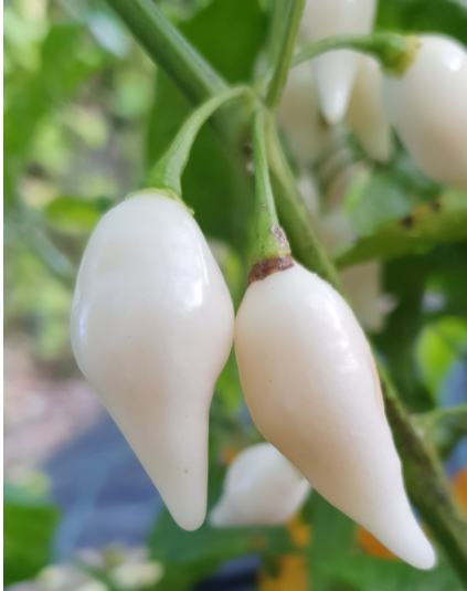 Sementes de Coyote Zan White