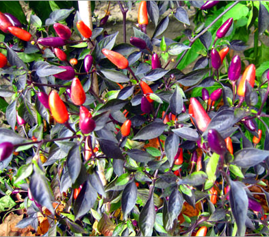 Sementes de Violet Cables Pepper