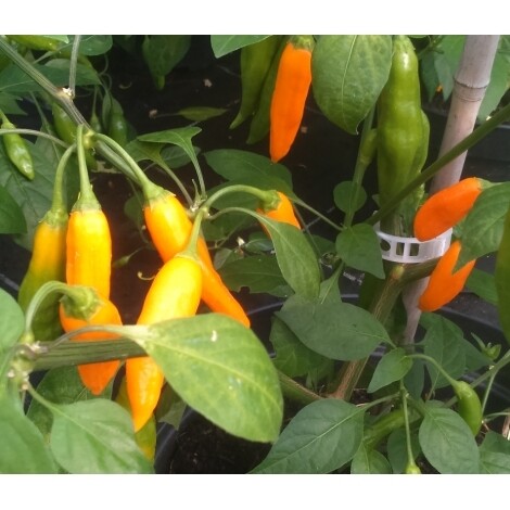Sementes de Peruvian Arancito