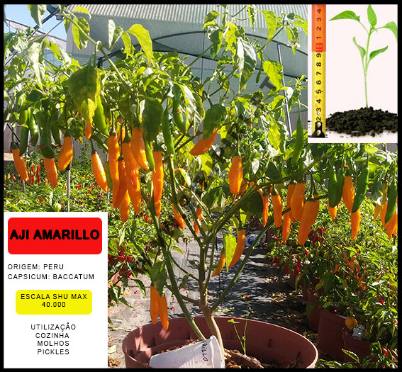 Planta Aji Amarillo