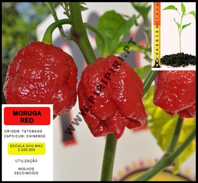 Planta Trinidad Moruga Red