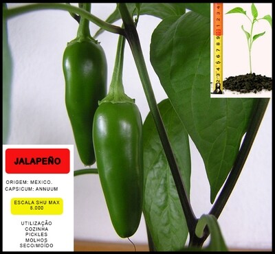 Planta Jalapeño