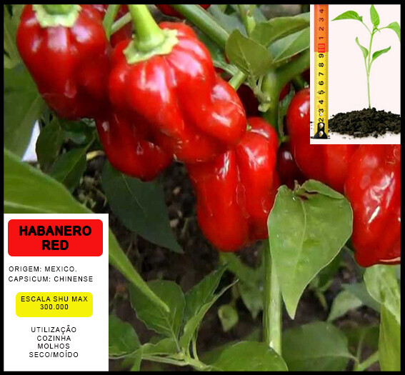 Planta Habanero Red