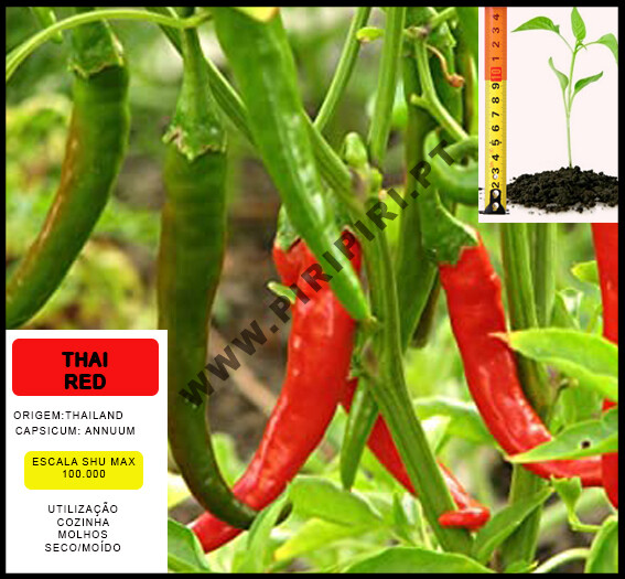 Planta Thai Red Planta Thai Red