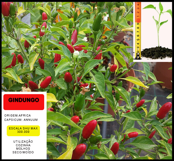 Planta Gindungo