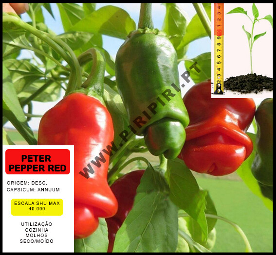 Planta Petter Pepper Red