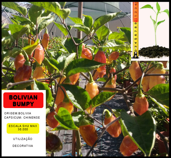 Planta Bolivian Bumpy