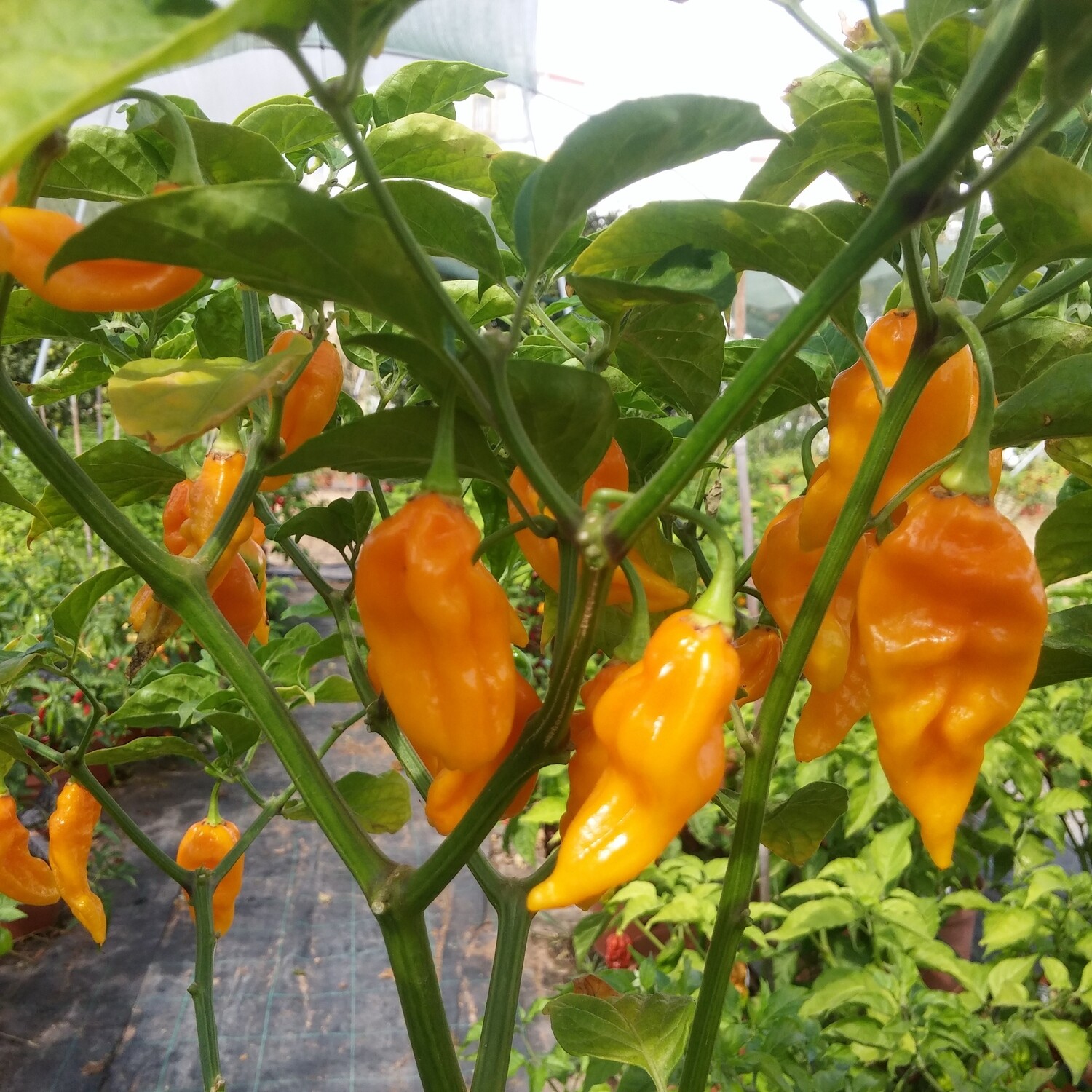 Bhut Jolokia Amarela 100gr