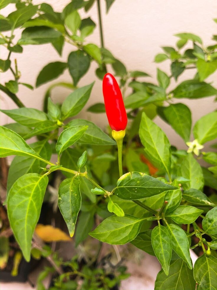 Sementes Super Long Tabasco (QPP)