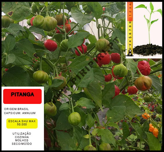 Planta Pimenta Pitanga