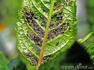 Agricultura