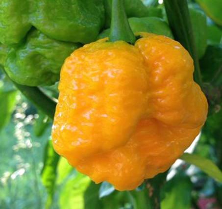 Trinidad Moruga Yellow 100gr
