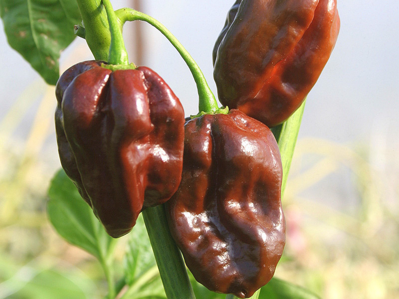 Habanero Chocolate 100gr