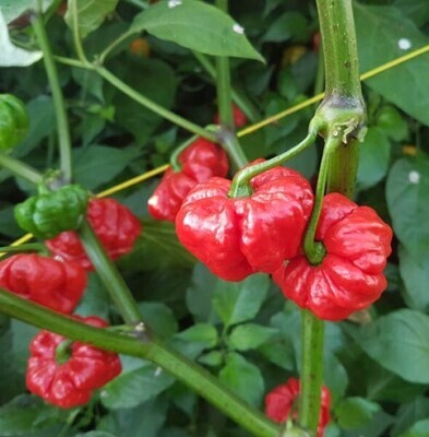 Sementes de Scotch Bonnet Red