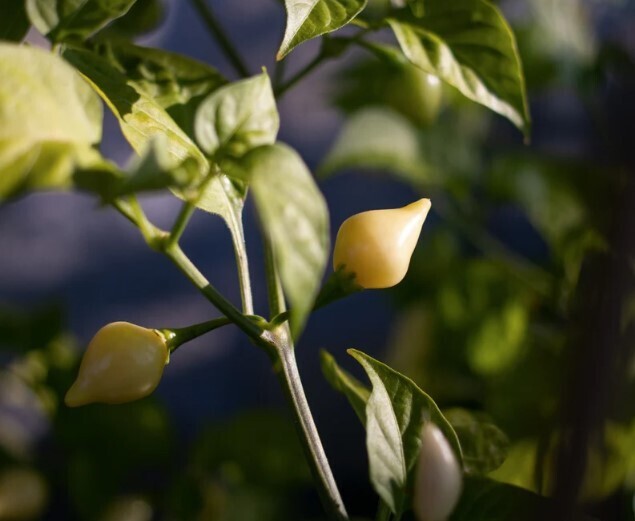 Sementes de Biquinho White Pepper