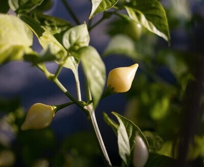 Sementes de Biquinho White Pepper