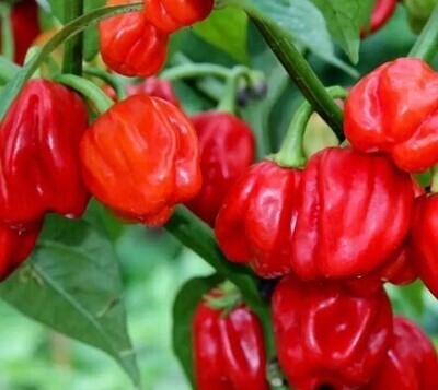 Sementes de Habanero Gambia
