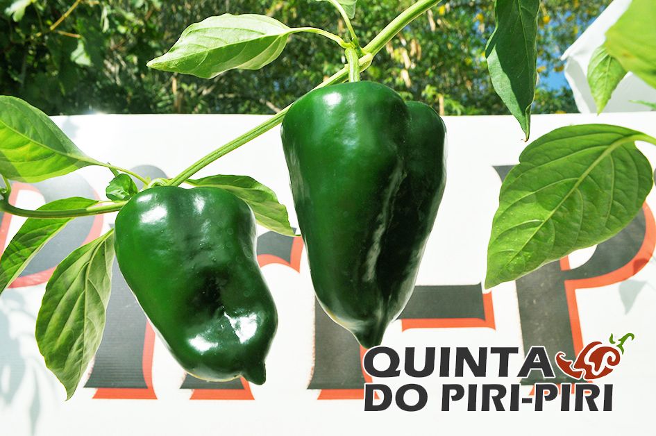 Poblano
