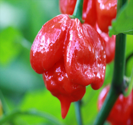Trinidad Scorpion Red 100grs