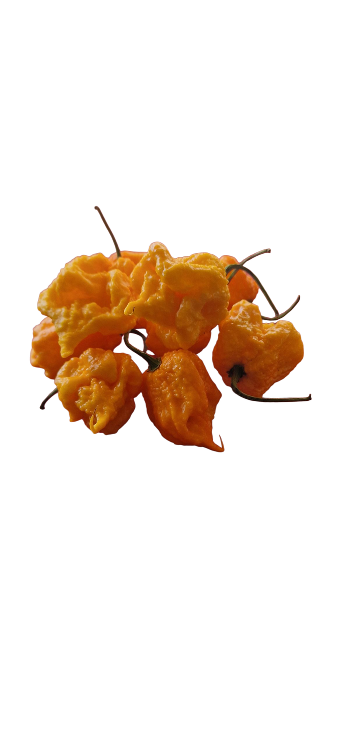 Carolina Reaper - Amarela - 100gr