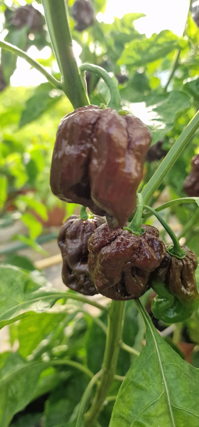 Habanero Chocolate 100gr