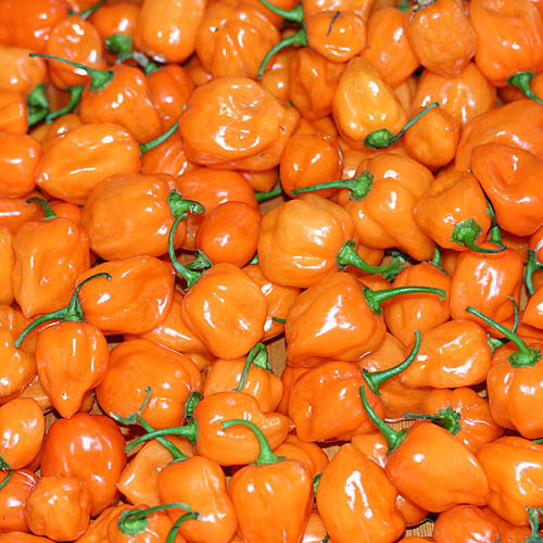 Habanero Orange 100gr