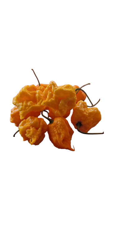 Sementes de Carolina Reaper Amarela