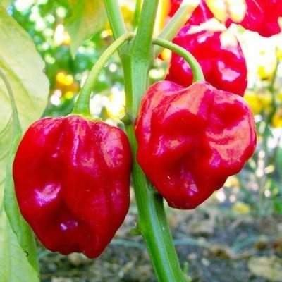 Habanero Red 100gr