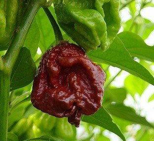7Pot Douglah 100grs