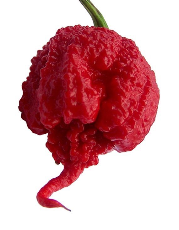 Carolina Reaper 100gr