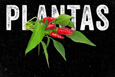 Plantas