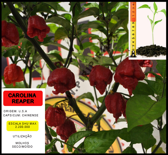 Planta Carolina Reaper