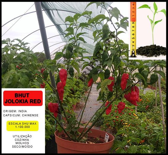 Planta Bhut Jolokia Red