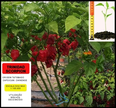 Planta Trinidad Scorpion Red