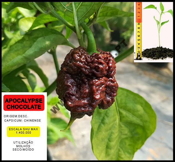 Planta Apocalypse  Trinidade Chocolate