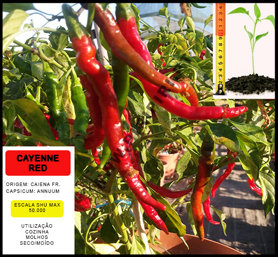 Planta Cayenne Red